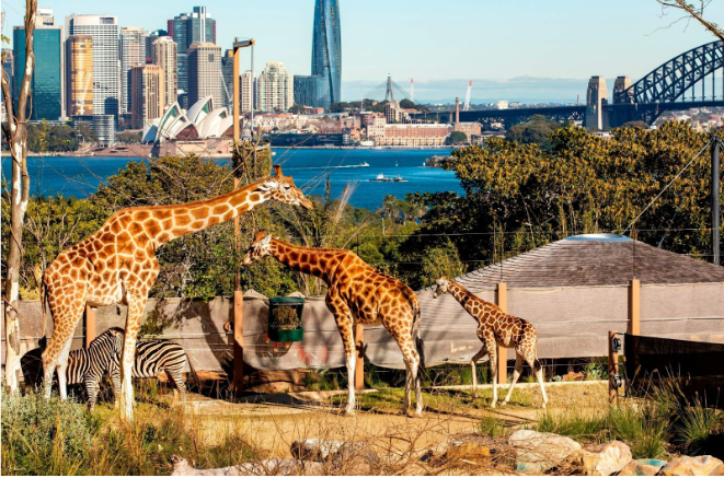 Vườn thú Sydney (Sydney Zoo) - Nơi tập trung các loài động vật hiếm có từ  khắp nơi trên thế giới